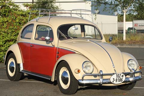 Brashear Beetle