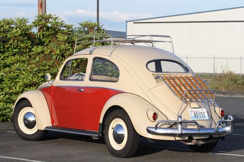 Brashear Beetle