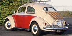 Brashear Beetle
